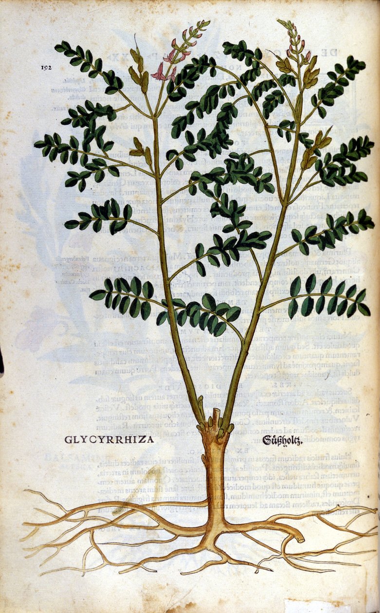 Lakritsen. Gravyr - i "" Kreutterbuch Dess högt lärde och välkände Mr. D. Petri Andreae Matthioli"" av Pietro Andrea Mattioli (Matthiole) (1500-1577). Frankfurt av Pietro Andrea Mattioli