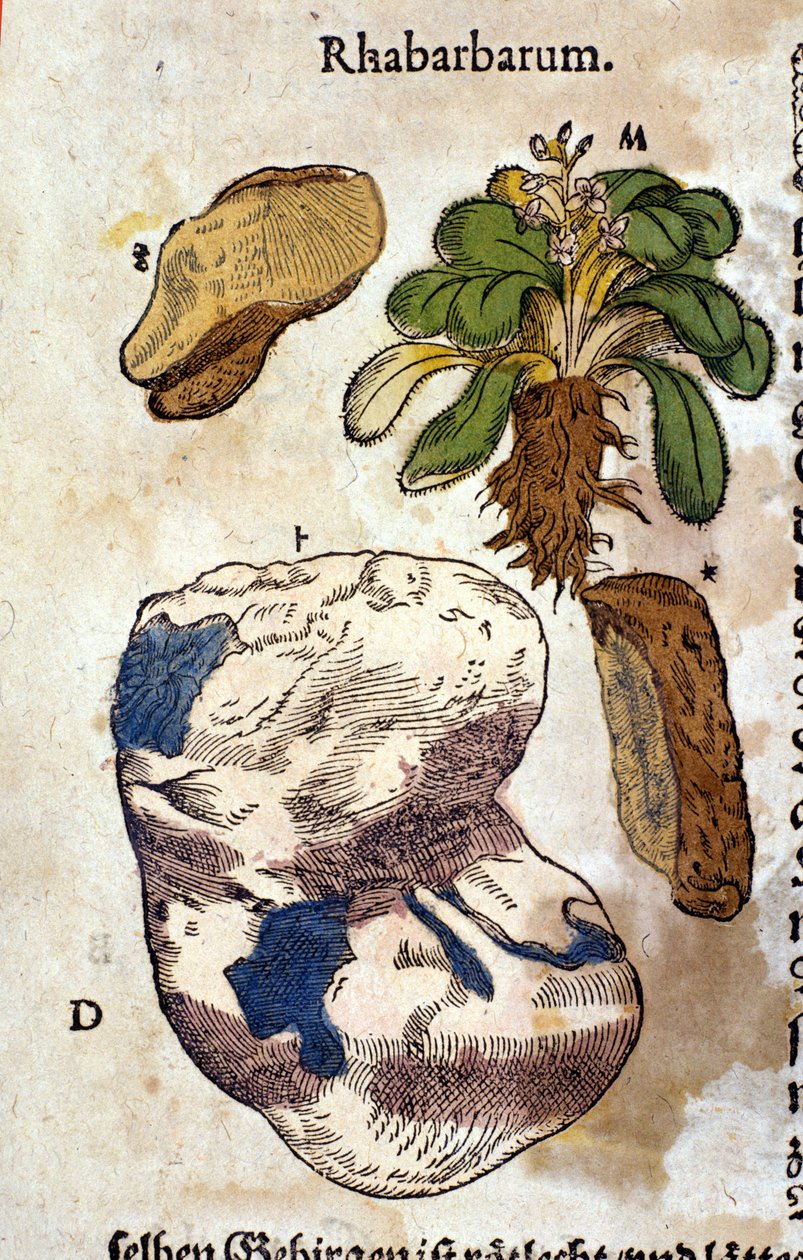 Rabarbern. Gravyr - i "" Kreutterbuch Dess högt lärde och välkände Mr. D. Petri Andreae Matthioli"" av Pietro Andrea Mattioli (Matthiole) (1500-1577). Frankfurt av Pietro Andrea Mattioli