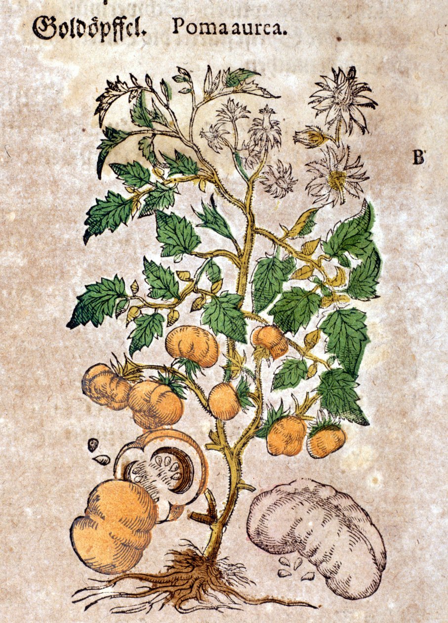 tomat. Gravyr - i "" Kreutterbuch Dess mycket lärde och välkände Mr. D. Petri Andreae Matthioli"" av Pietro Andrea Mattioli (Matthiole) (1500-1577). Frankfurt av Pietro Andrea Mattioli