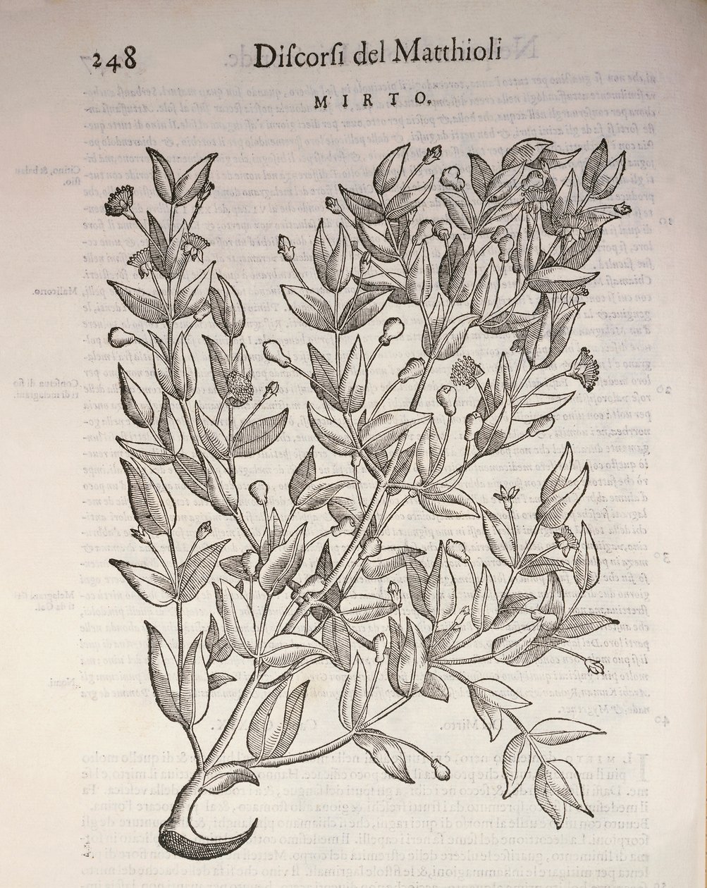 True Myrtle (Myrtus communis), gravyr av Pier Andrea Mattioli av Pietro Andrea Mattioli