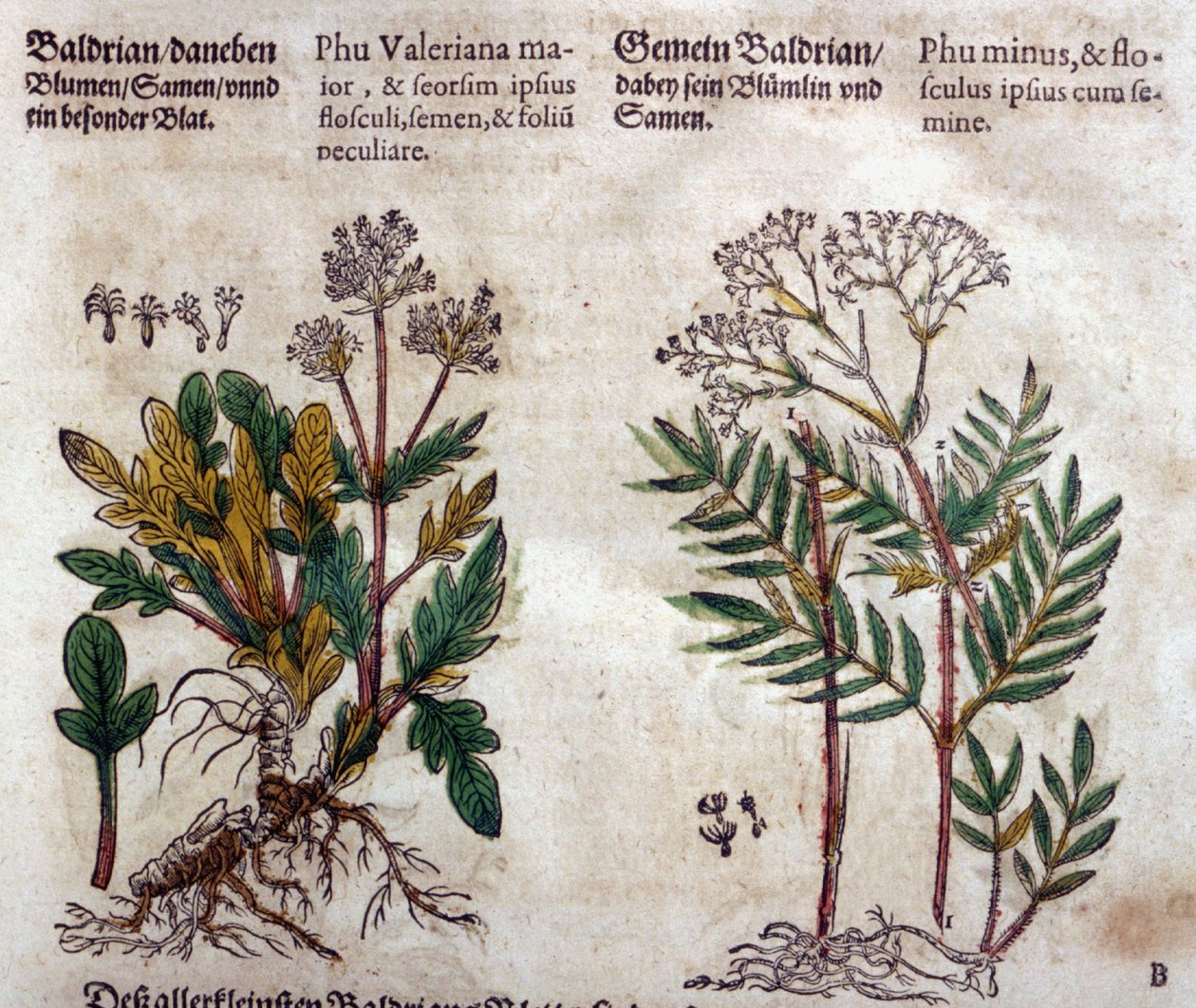Valeriana: två arter med växtbeskrivning av Pietro Andrea Mattioli