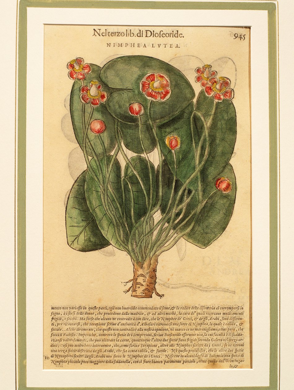 Gul näckros (Nymphaea lutea), färgad gravyr av Pietro Andrea Mattioli