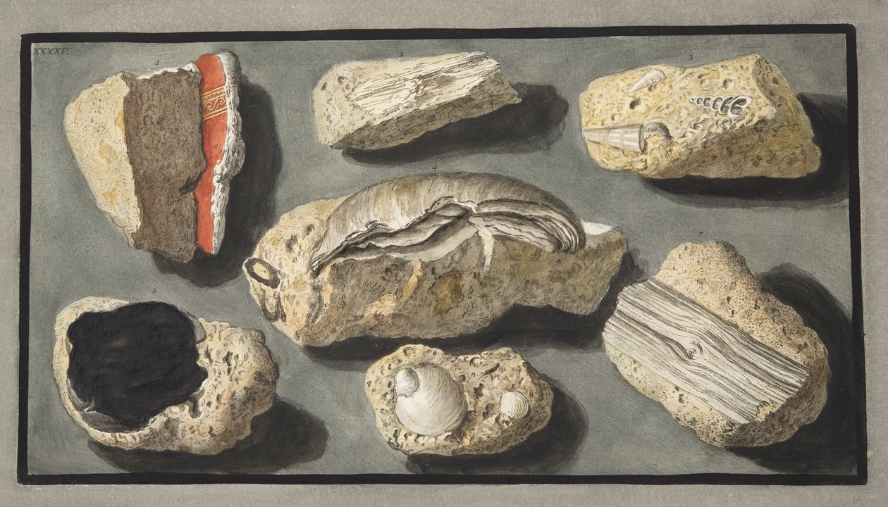 Exemplar av Tufa som hittats i och runt Herculaneum, plattan XXXXV, från 