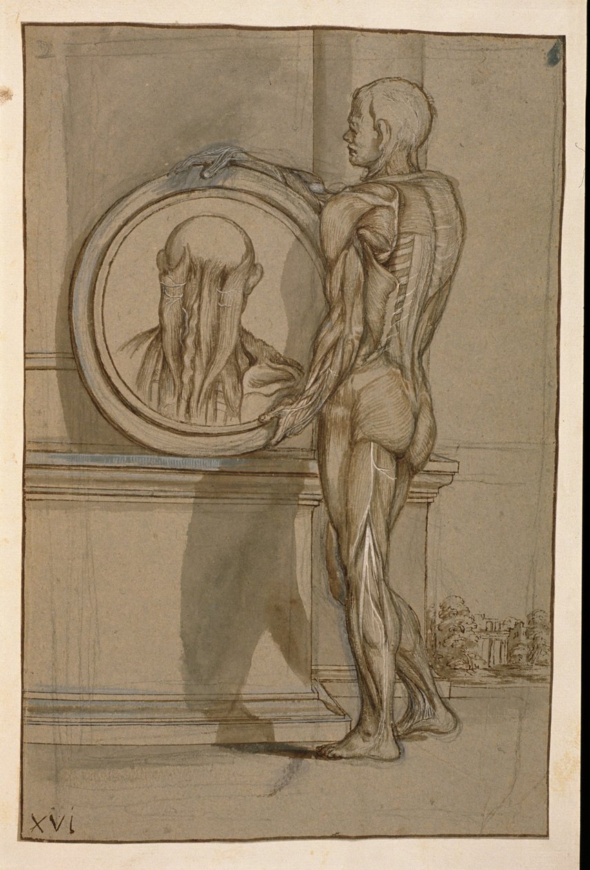 Ms Hunter 653 Platta XVI, Anatomisk teckning, ca 1610 (penna och krita på papper) av Pietro da Cortona