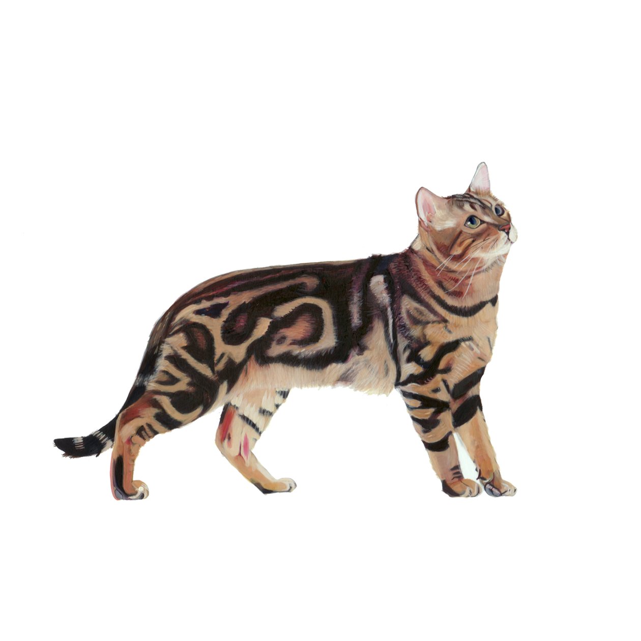 Bengal, 2014 (akvarell  gouache på papper) av Polly Horner
