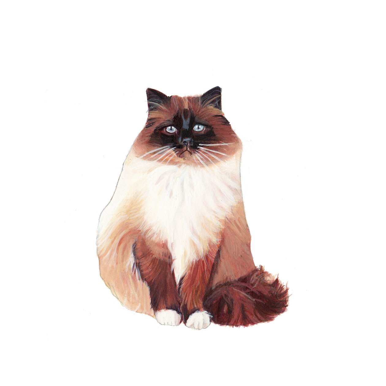 Birman Cat, 2014 (akvarell  gouache på papper) av Polly Horner