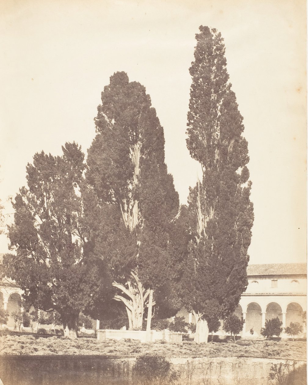 Gamla cypresser i kartusiska klostret, Rom, 1853-56. av Possibly by Jane Martha St. John.