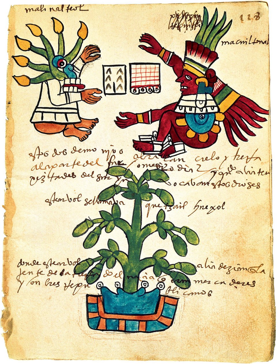 Kakaoträd från Codex Tudela, 1553 av Pre Columbian art