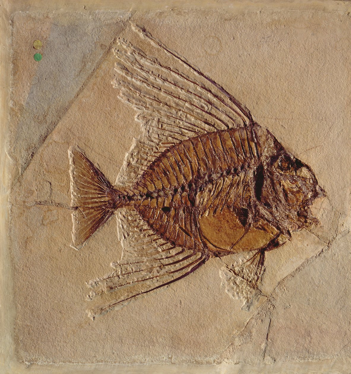 Fisk (fossil) av Prehistoric