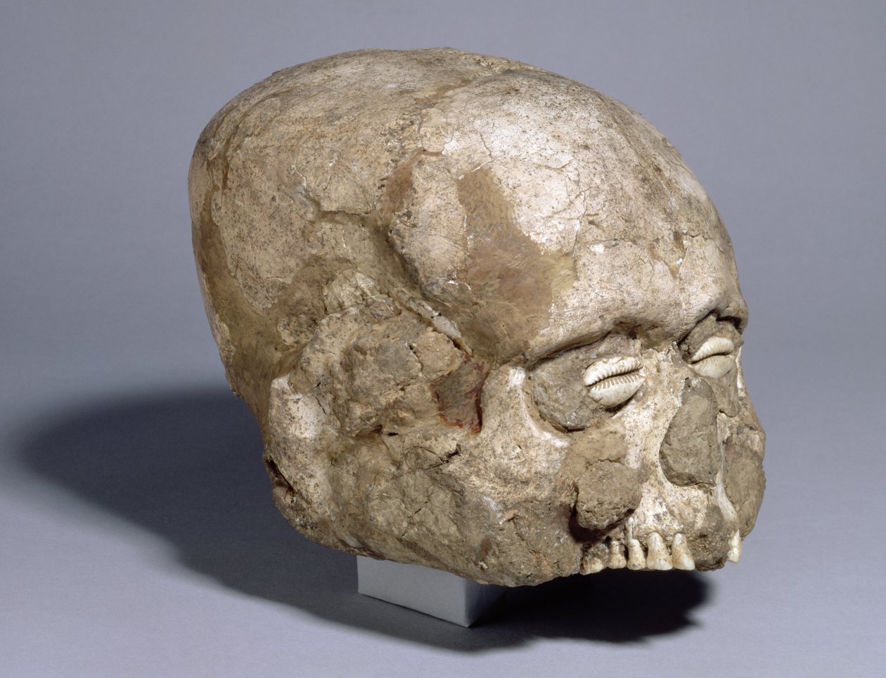 Porträttskalle med cowrie-skalögon, Jericho, c.7:e årtusendet f.Kr. (skalle, gips, skal) av Prehistoric