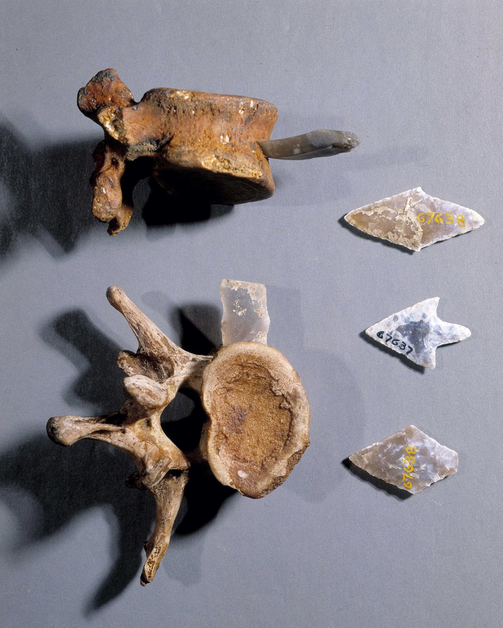 Flinta med förhistoriskt ben i, Museum of National Antiquities. av Prehistoric Prehistoric