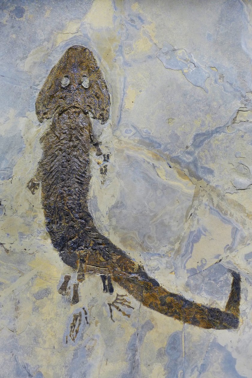 Fossila fotavtryck av Sclerocephalus sp, permisk amfibie (objekt) av Prehistoric Prehistoric