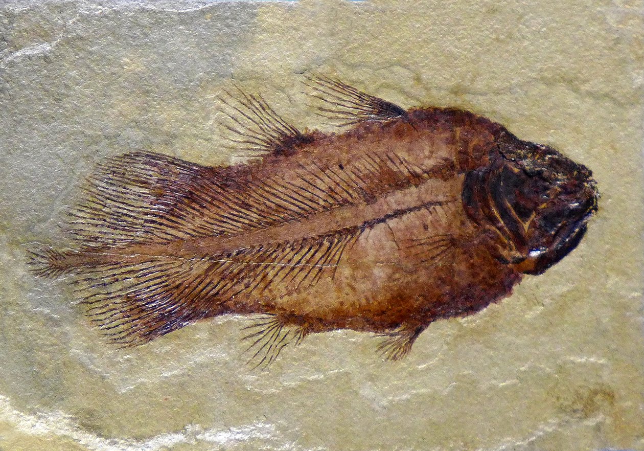 Kolcoelacantens fossila fotavtryck (objekt) av Prehistoric Prehistoric