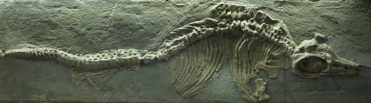 Ichthyosauriefossil, perioden Jura (Lias) av Prehistoric Prehistoric