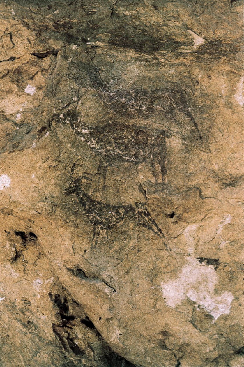 Mesolitisk stenkonst: Hjortar och getter (8000-7000 f.Kr.), Spanien, Bicorp, La Arana-grottan (målning) av Prehistoric Prehistoric