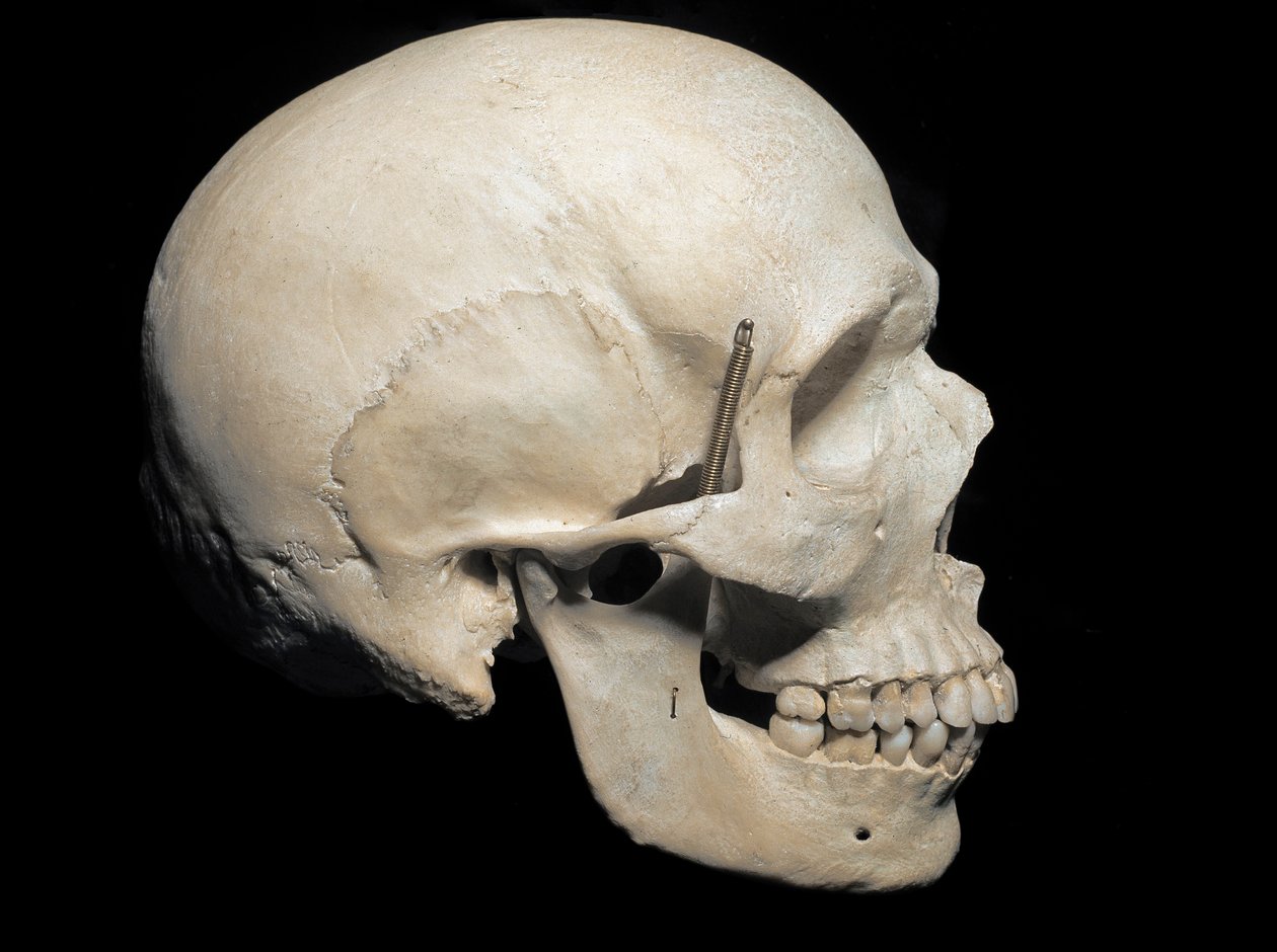 Paleontologi: Trana av Homo sapiens närvarande, Civic Museum of Natural History, Milano av Prehistoric Prehistoric