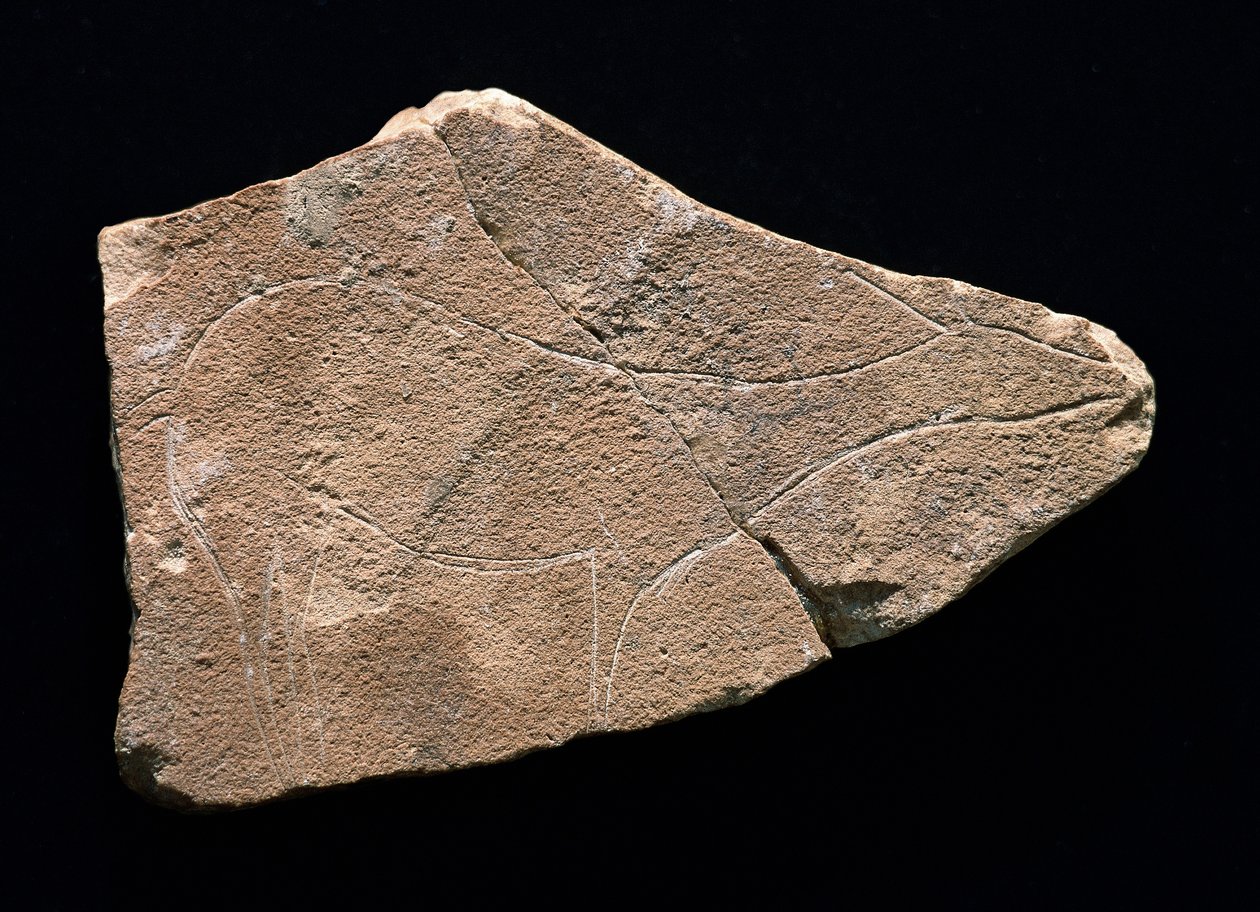Petroglyph som representerar ett rådjur, Parpallo Cave, Spanien. Övre paleolitikum, Solutreen (gravyr) av Prehistoric Prehistoric