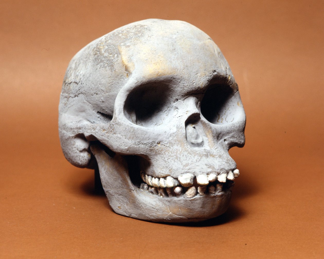 Piltdowns man: skallen av en primitiv människa, en länk i evolutionens kedja mellan apa och människa som upptäckts av Woodward och Dawson. En av de många kopiorna av skallen som förvaras på Naturhistoriska museet i Milano. av Prehistoric Prehistoric