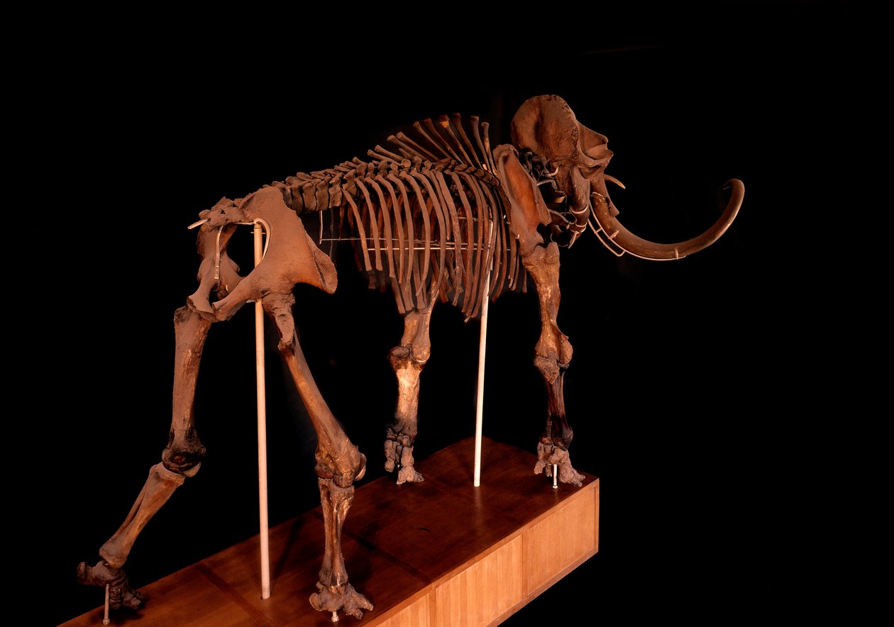 Prehistoire, dinosaurie: mammutskelett, Paris, naturhistoriskt museum av Prehistoric Prehistoric