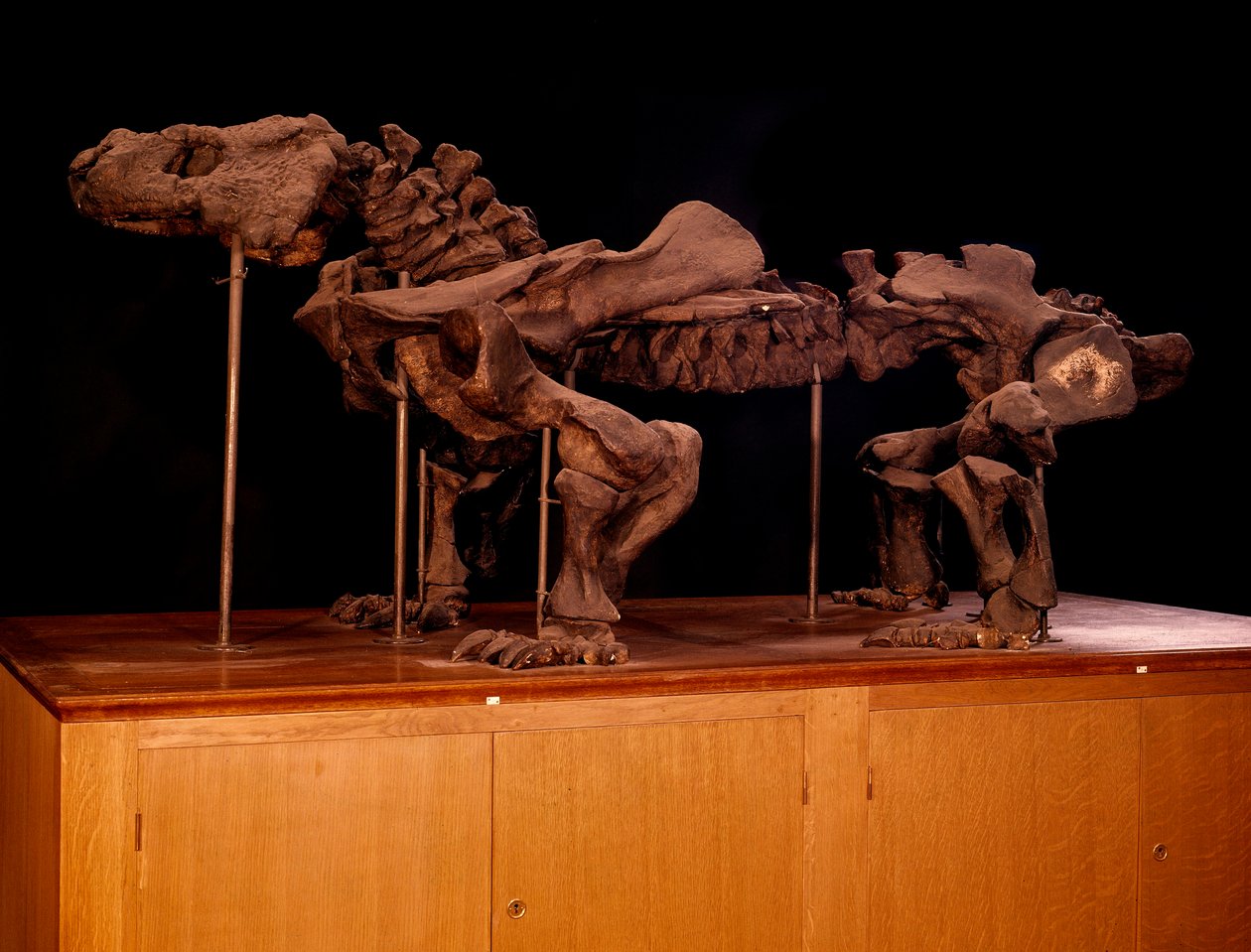 Prehistoire; dinosaurier: skelett av ichthyosaur. Paris, naturhistoriskt museum av Prehistoric Prehistoric