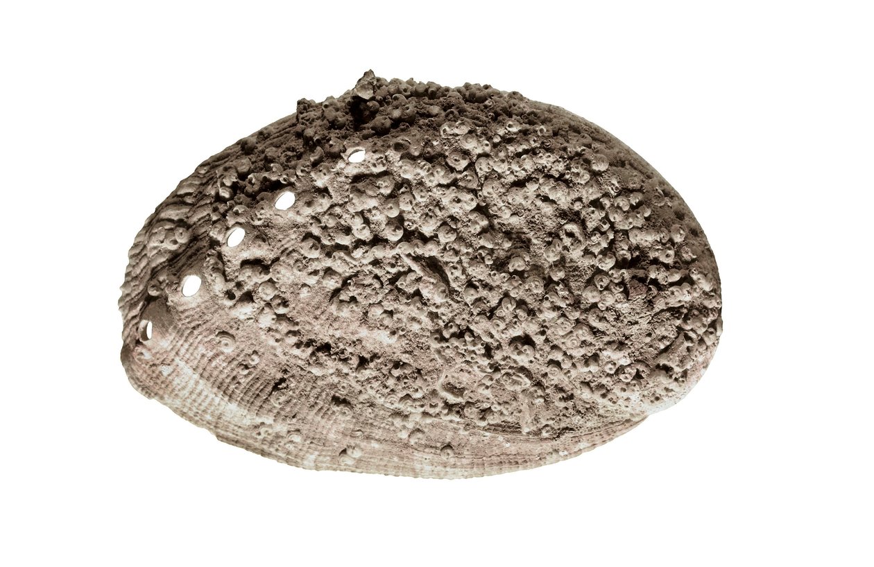 Förhistorisk konst: skalfossil. Från grottan La Riera, Barcelona (foto) av Prehistoric Prehistoric