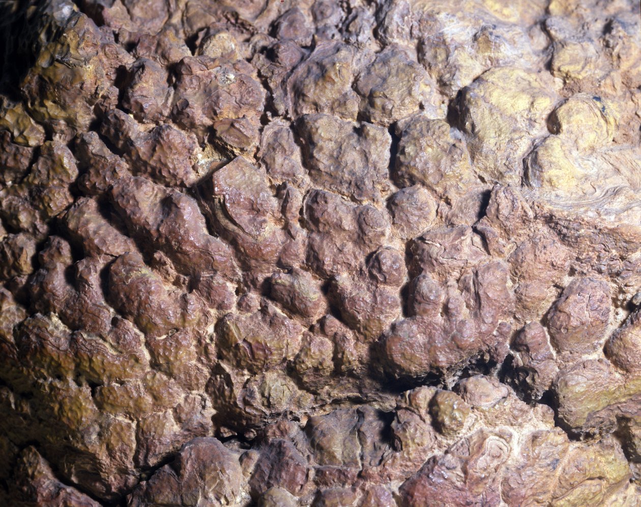 Förhistoria: Collenia-bergart av stromatolit eller stromatolit från Nordafrika. Silurperiod. av Prehistoric Prehistoric