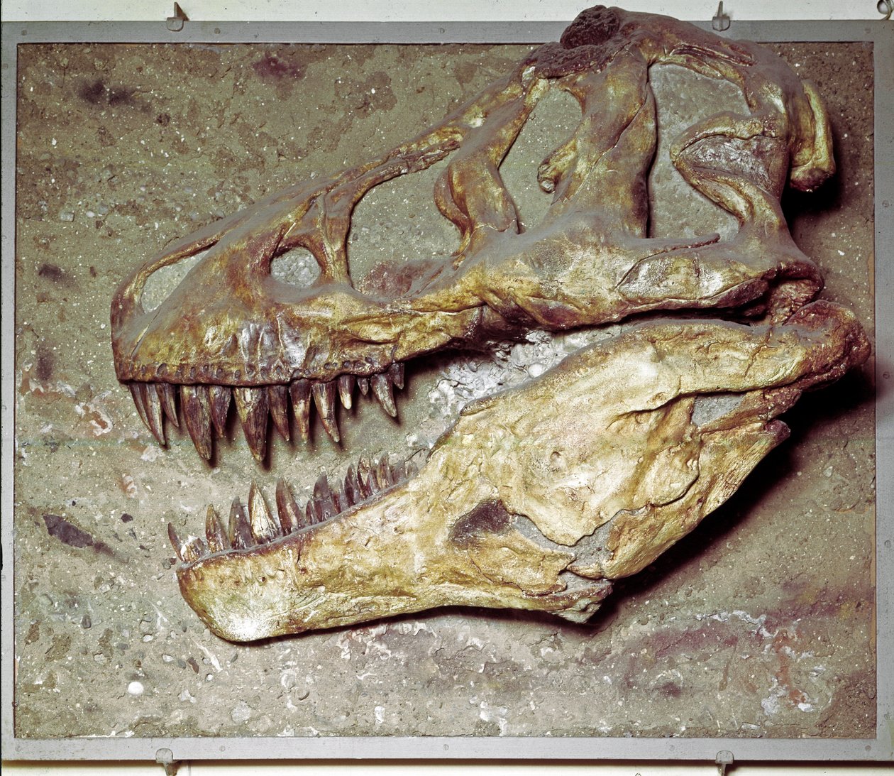 Förhistoria: Dinosaurieskalle Tyrannosaurus rex (T Rex eller tyrannosaurie). Kritaperioden. Museo civico di Storia Nature, Milano av Prehistoric Prehistoric