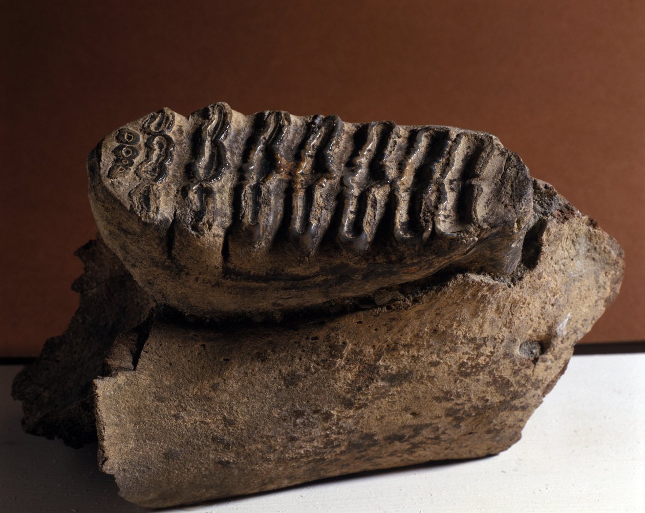 Förhistoria: Elephatand, enorm elefant. Cenozoicens ålder, Periode Pliocene. återförenades i Manndorf, Österrike av Prehistoric Prehistoric