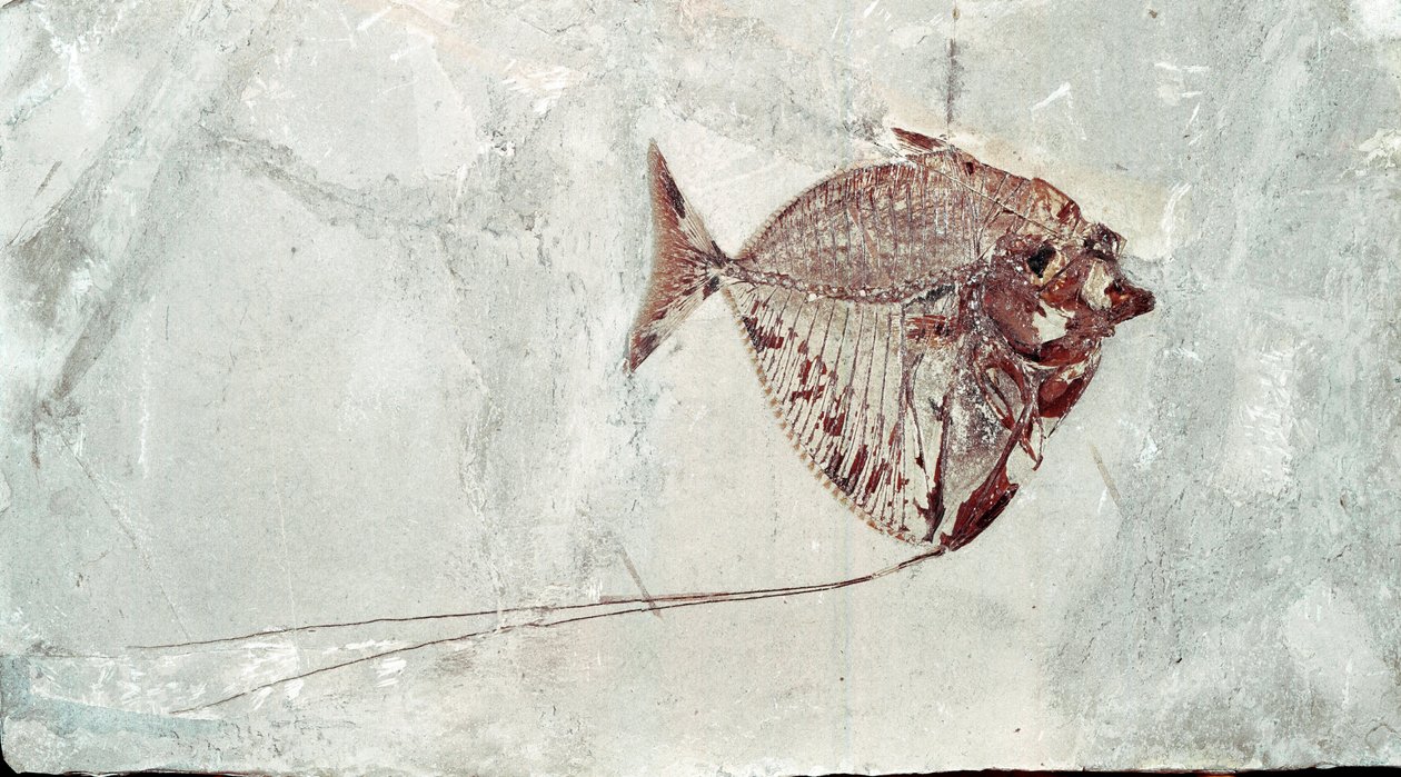 Förhistoria: Mene Rhombea fiskfossil från platsen för Mount Bolca (Italien). Eocen period. Museo civico di Storia Nature, Milano av Prehistoric Prehistoric