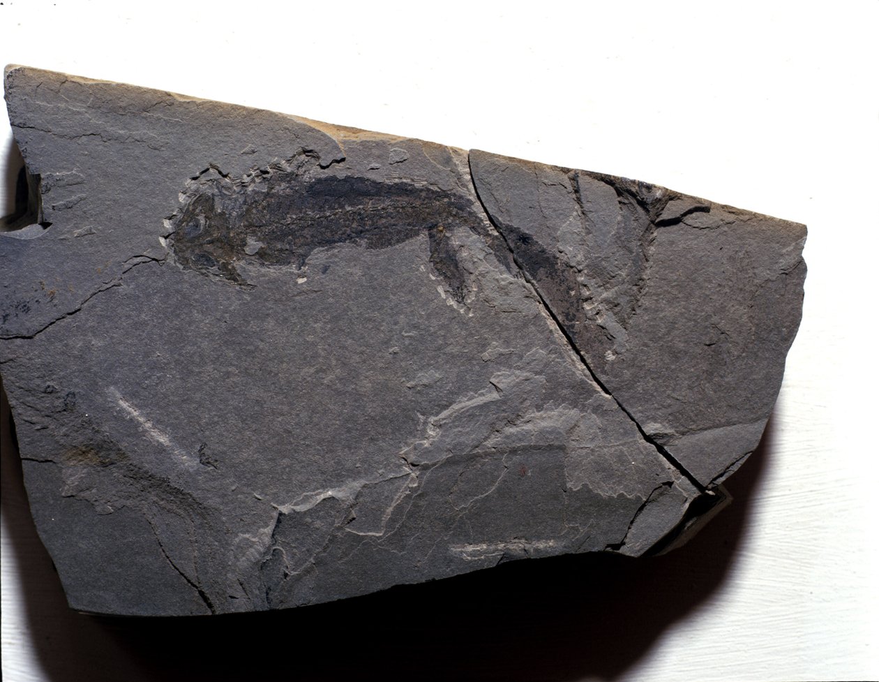 Förhistoria: Permperiod, paleozoikum. Branchiosaurus (Brahiopode) fossil. Hitta i Rotliegen i Tyskland av Prehistoric Prehistoric