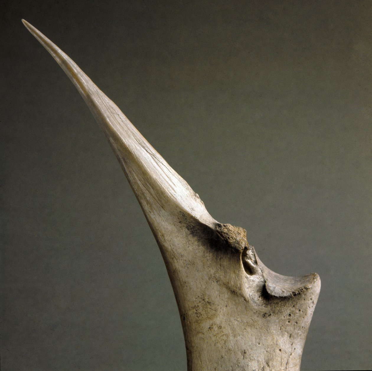 Förhistoria, Polada-kultur: benspets från Polada Tourbiere, Lonato. Bronsåldern. Rom, Luigi Pigorini Nationalmuseum för förhistorisk etnografi av Prehistoric Prehistoric
