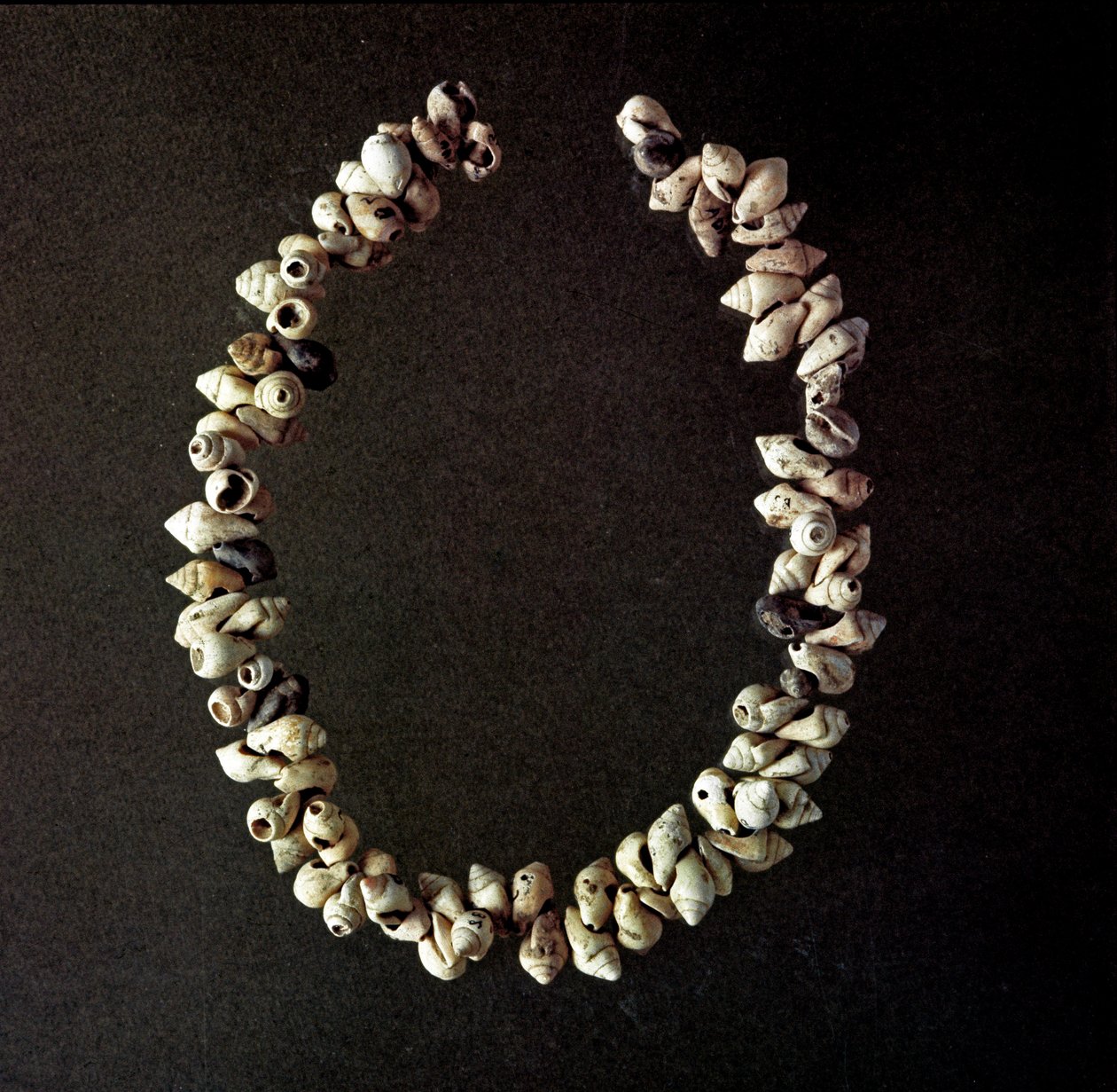 Förhistoria, stenålder: halsband av snäckor från grottan i Polesine, Venetie. Genomsnittlig neolitikum. Rom, Luigi Pigorini Nationalmuseum för förhistorisk etnografi av Prehistoric Prehistoric
