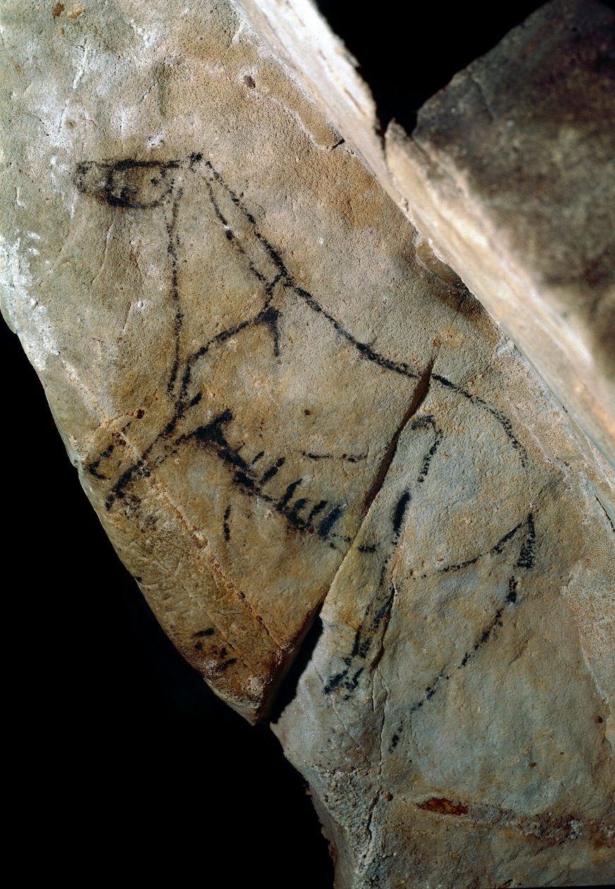 Förhistoria: "" en häst"" hällmålning av stil IV, övre paleolitikum (magdalenska) (mellan 18000 och 14000 år sedan) Stenåldersgrottan i Las Monedas, Santander, Spanien - Förhistoria: häst. Hällmålning, stil IV, övre paleolitikum (magdalensk) (mellan av Prehistoric Prehistoric