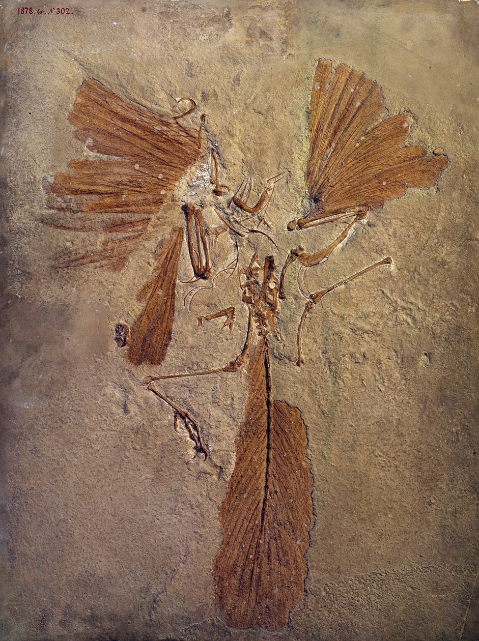 Förhistorisk: arkeopteryx fossil, förhistoriskt djur av fågelfamiljen. Paris, Naturhistoriska museet av Prehistoric Prehistoric