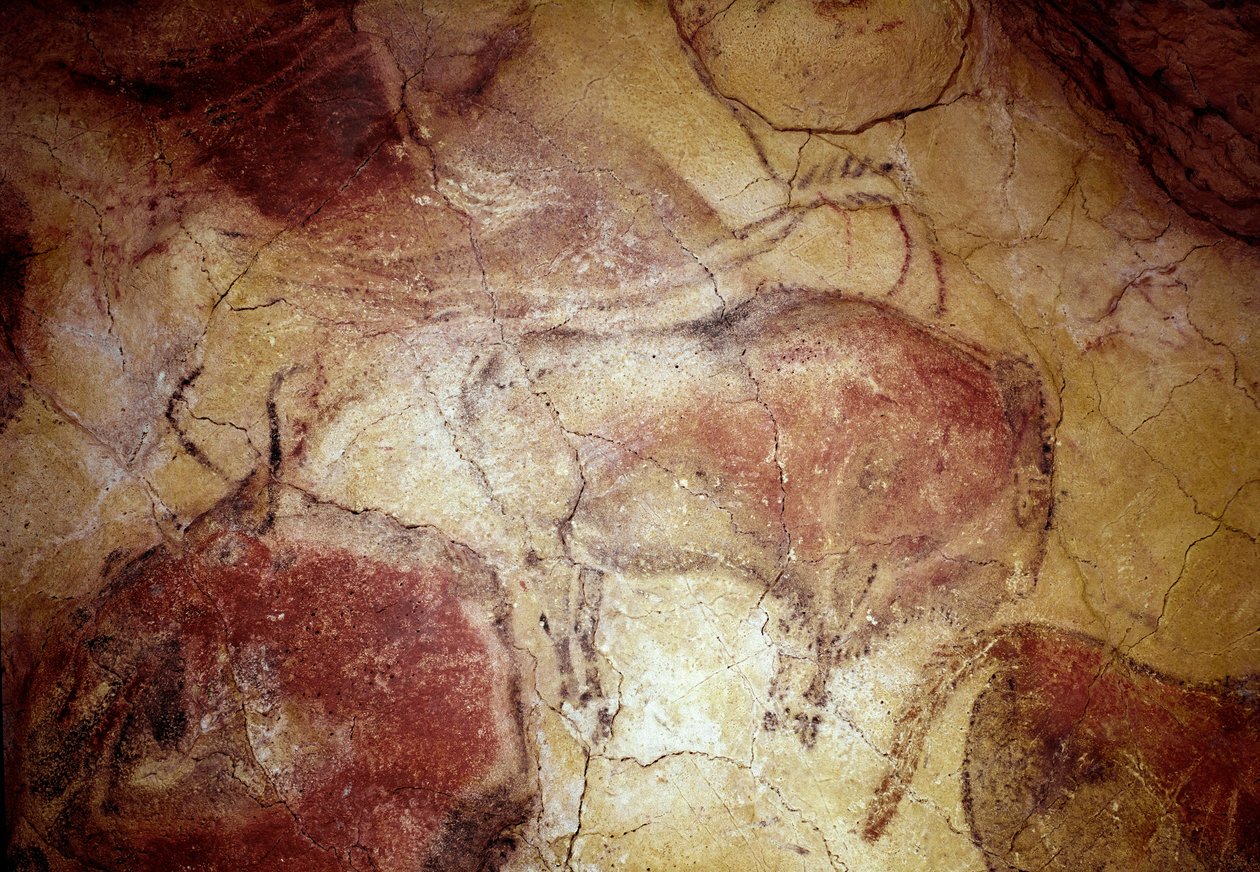 Förhistoria: "" bison i vila"" hällmålning av övre paleolitikum (magdalenska) (mellan 16500 och 14000 år sedan) stenålderns bisongrotta, Altamira, Santander, Spanien av Prehistoric Prehistoric