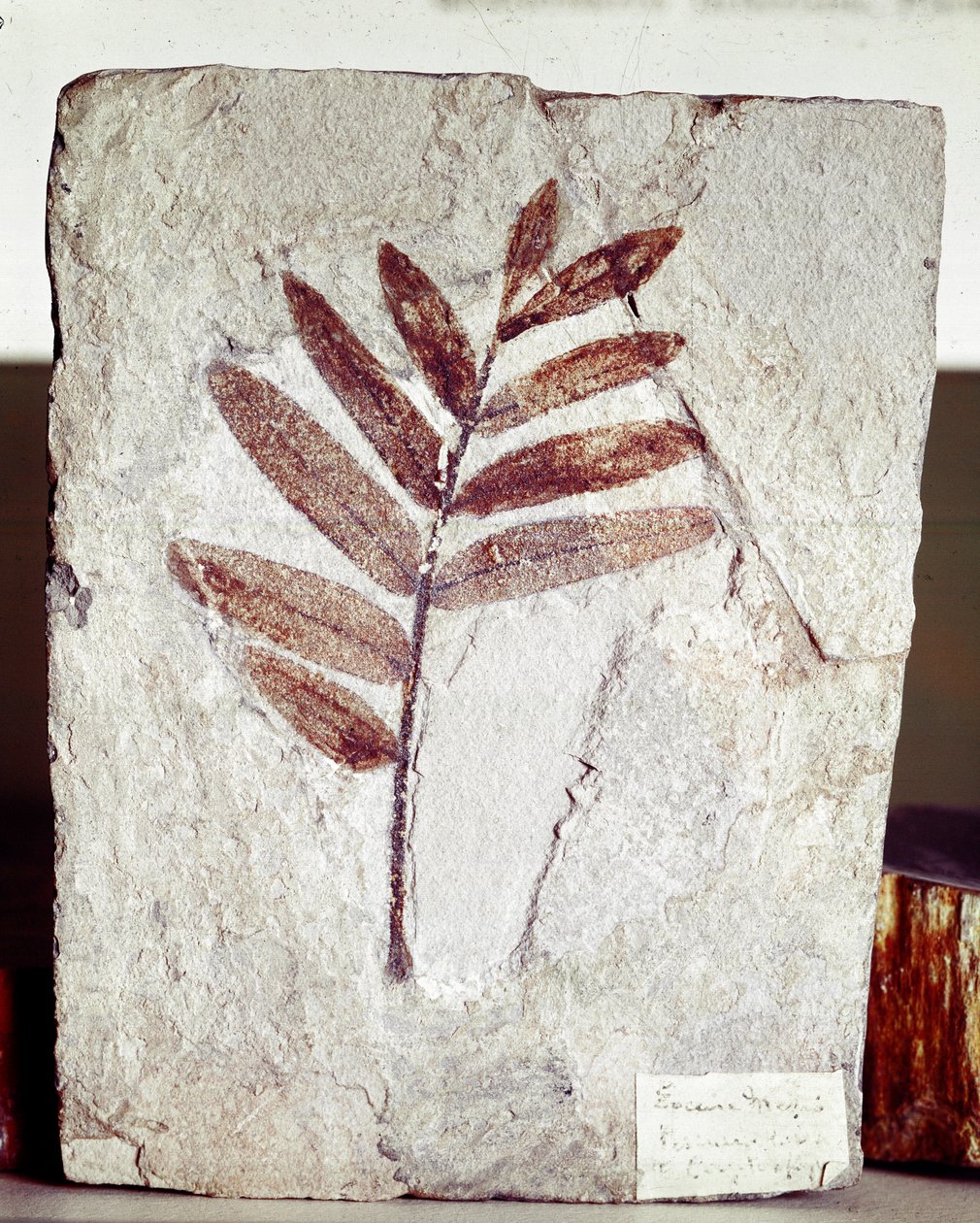 Förhistoria: grenfossil i kalksten från platsen för berget Bolca (Italien). Eocen period. Museo civico di Storia Nature, Milano av Prehistoric Prehistoric