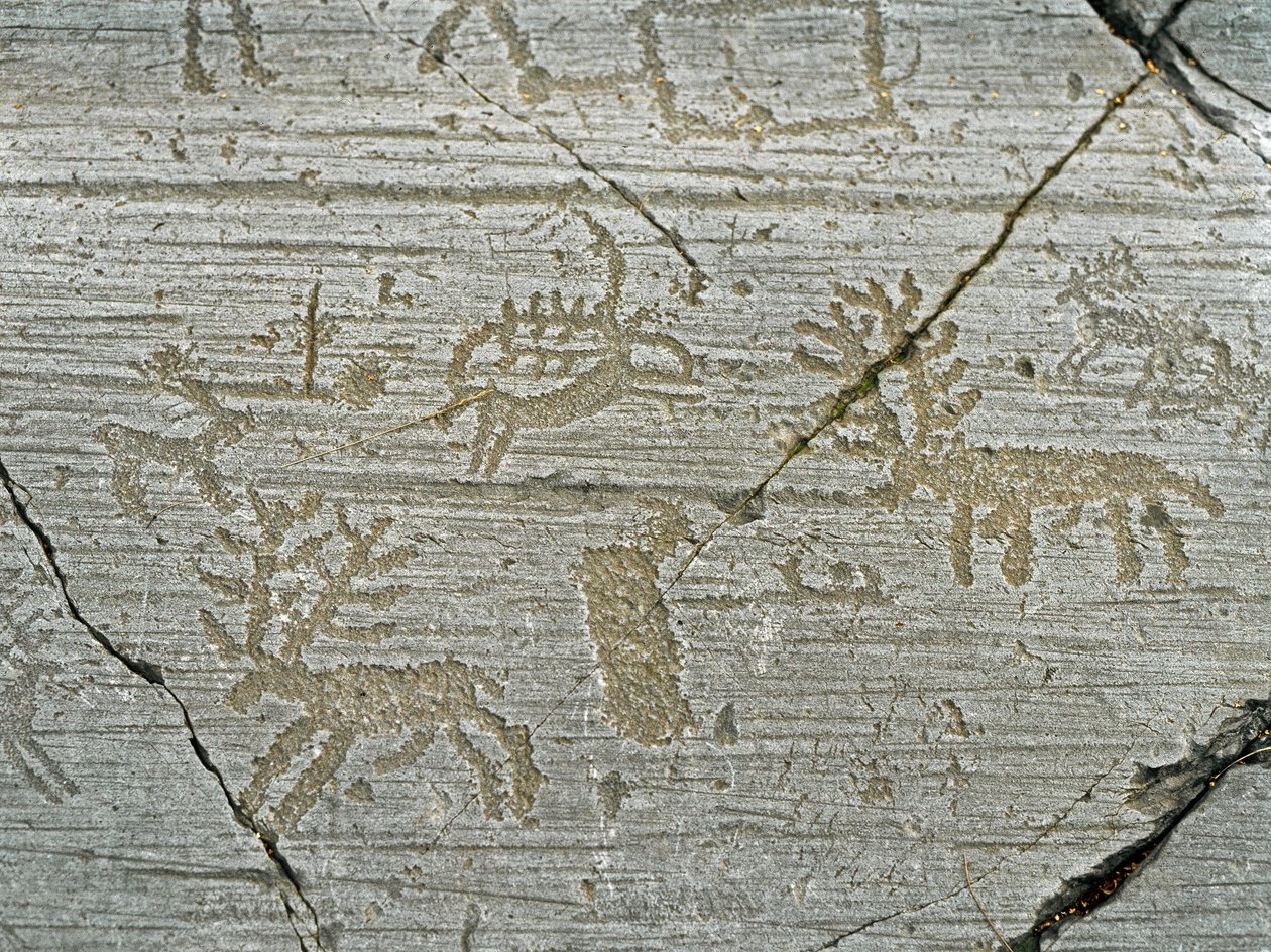Förhistoria, civilisationen av Camunni, klippkonst: gravsten av representationen av rådjur. Period mellan yngre stenåldern och bronsåldern. Sten. 1. Capo di Ponte, Naquane Rock Carvings National Park, Valcamonica, Val Camonica, Italien av Prehistoric Prehistoric