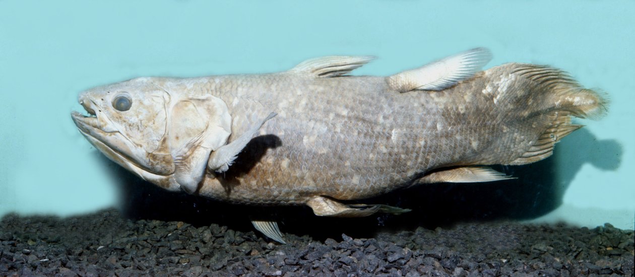 Förhistoria: kopia av coelacanthe empaille (Latimeria chalumnae). av Prehistoric Prehistoric