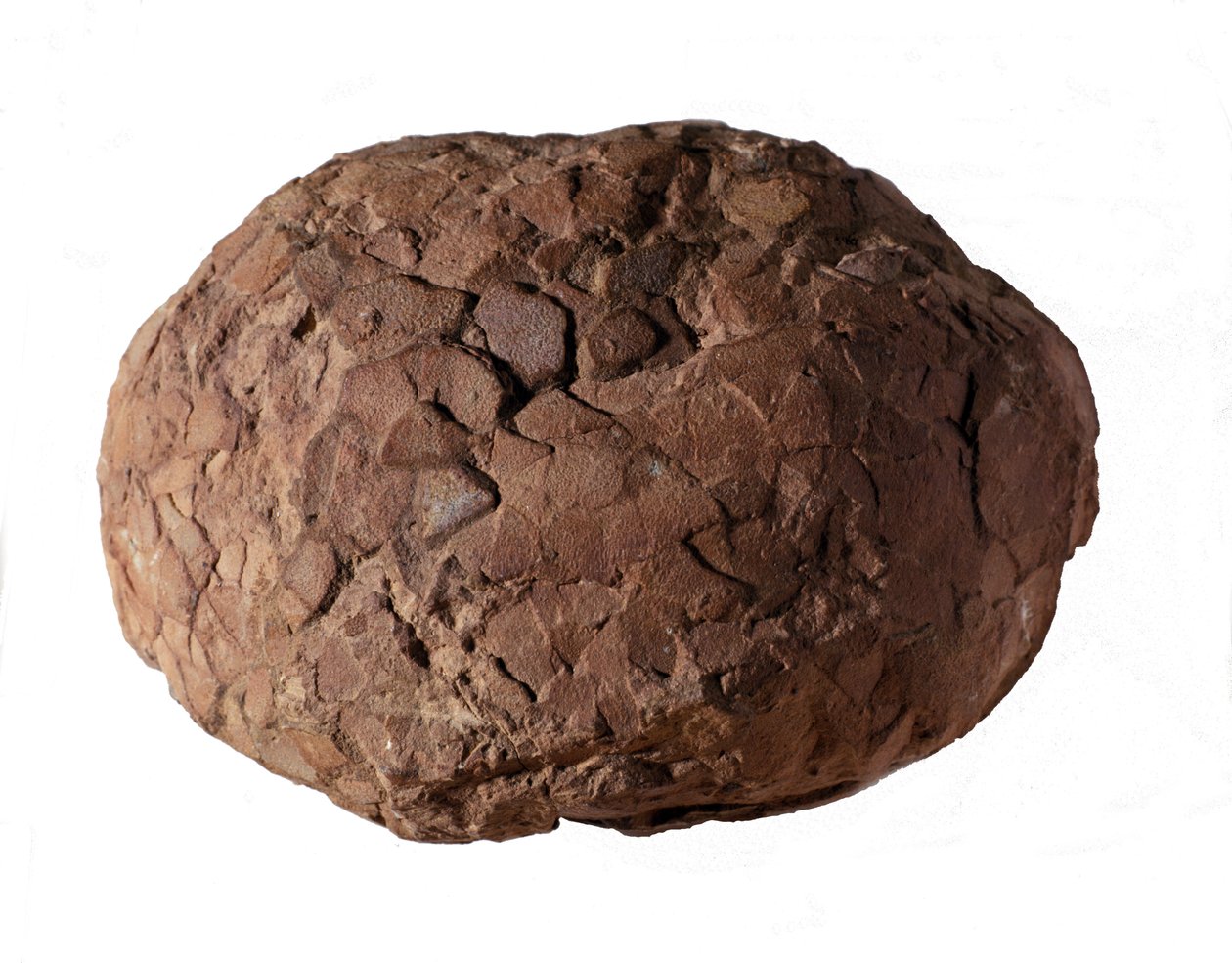 Förhistoria: dinosaurieägg hittat i Provence. Mesozoikum, juraperiod. av Prehistoric Prehistoric