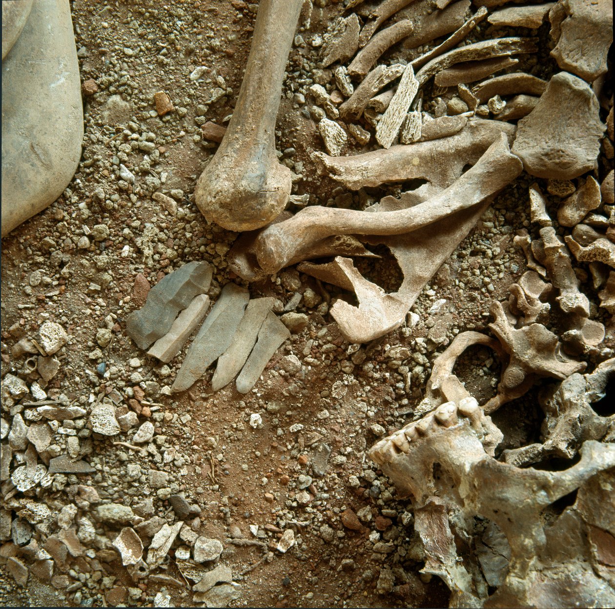 Förhistoria: dubbel begravning av vuxna och barn. Detaljvy av begravningsbyxan från Candid Arene Cave (Finale Liguria), Liguria. Mesolitikum, 7000-6000 f.Kr. Gener, museo di archeologia ligure av Prehistoric Prehistoric