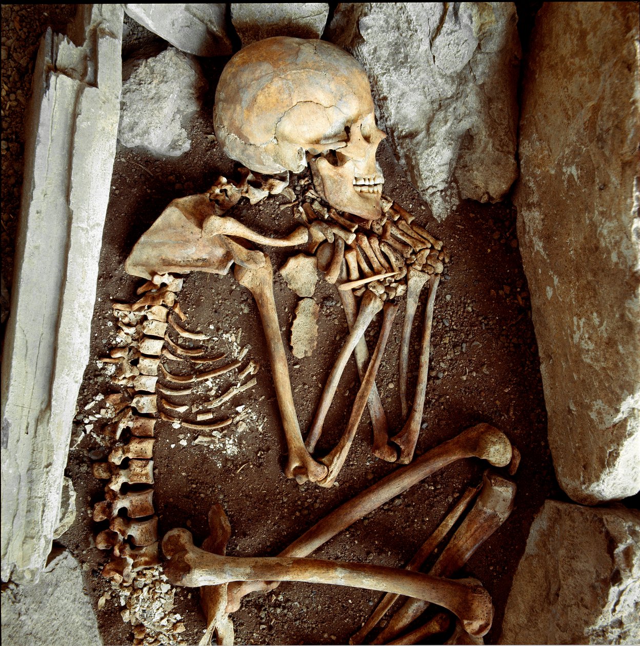Förhistoria: kvinnliga skelett från grottan av Candide Arene (Finale Ligure). Stenåldern, neolitik. Genes, Museo di archeologia Ligure av Prehistoric Prehistoric