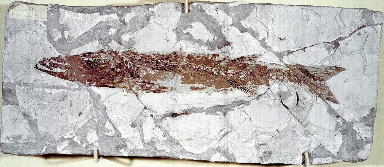 Förhistoria: fiskfossil Sphyraena Bolcensis från platsen för berget Bolca (Italien). Eocen period. Civic Museum of Natural History, Milano av Prehistoric Prehistoric