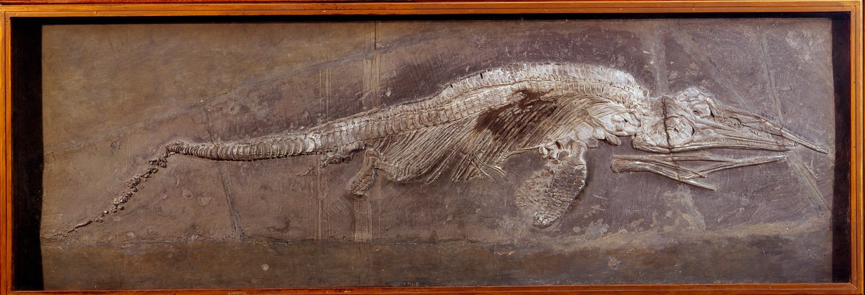 Förhistoria: fossil av Pareiasaudor, förhistoriskt djur, Paris, naturhistoriskt museum av Prehistoric Prehistoric