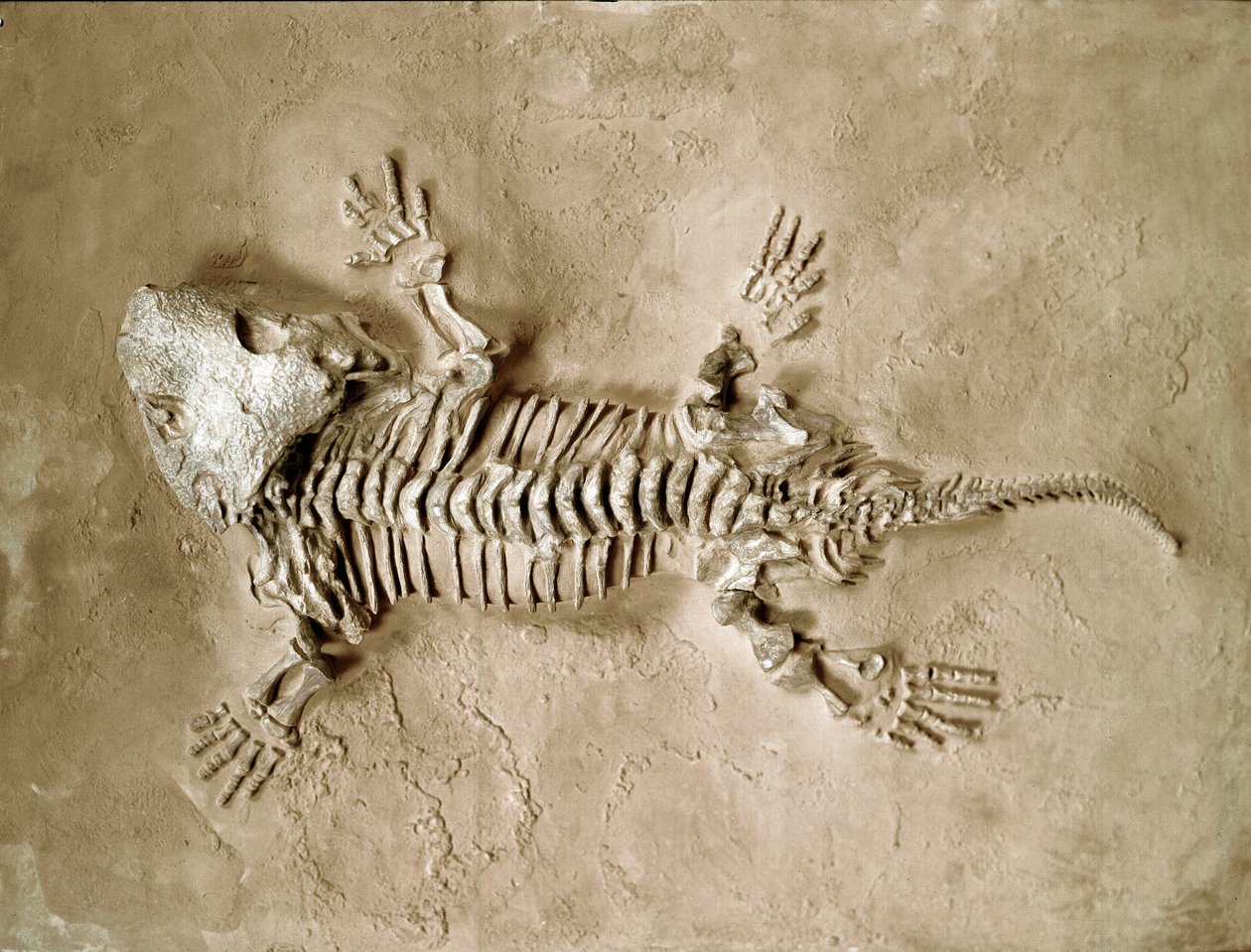 Förhistoria: fossiler av Seymouria Biolorensis amfibie reptil från Texas i USA. Permperiod. Civic Museum of Natural History, Milano av Prehistoric Prehistoric