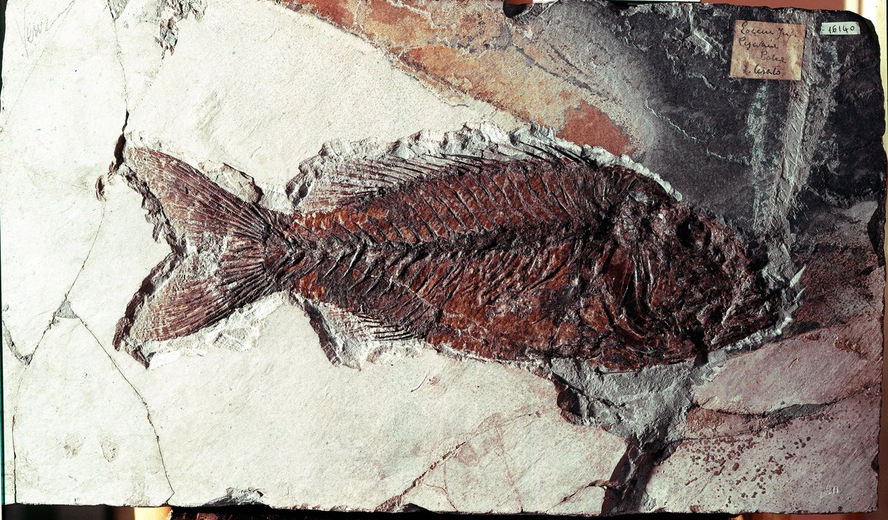 Förhistoria: fossil av Sparnodus Elongatus fisk från platsen för berget Bolca (Italien). Eocen period. Museo civico di Storia Nature, Milano av Prehistoric Prehistoric