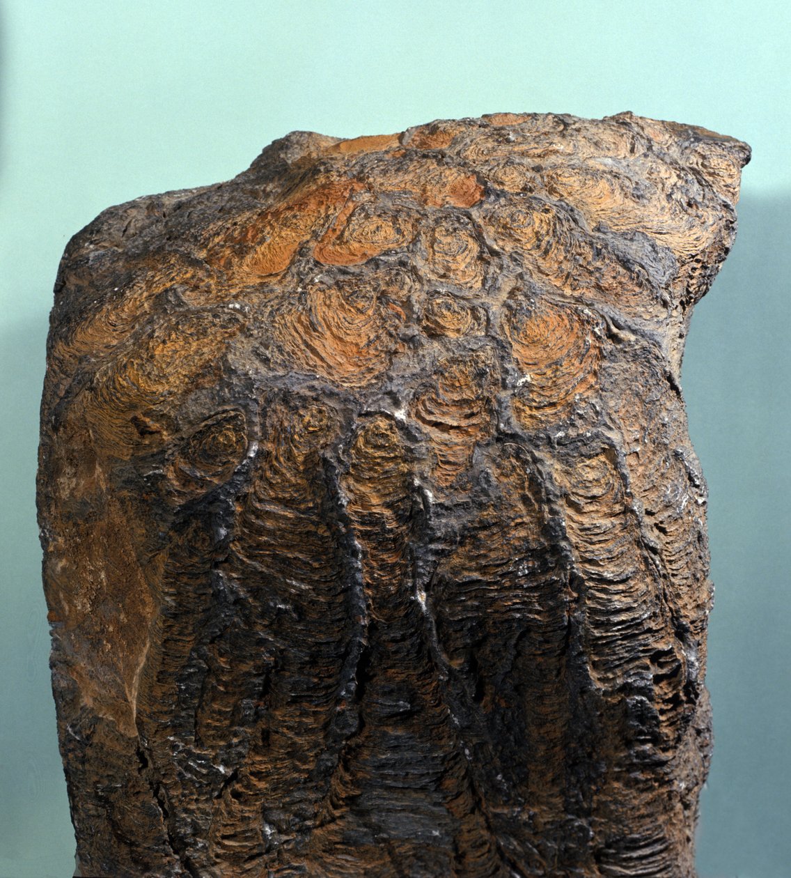 Förhistoria: fossil av stromatolit (eller stromatolit), marin sten, arkeozoikum. hittat i Mauretanien. av Prehistoric Prehistoric