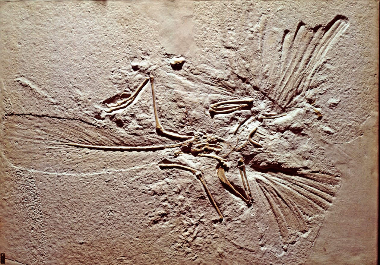 Förhistoria: fossil av fågeln Archeopteryx (archeopteryx) Lithographica från platsen för Solnhofen (Tyskland). Överlägsen jura. Museo civico di Storia Nature, Milano av Prehistoric Prehistoric
