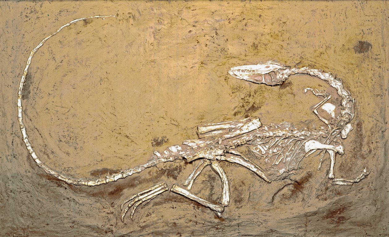 Förhistoria: fossil av dinosaurien Coelophysis. Period av övre trias. Museo civico di Storia Nature, Milano av Prehistoric Prehistoric