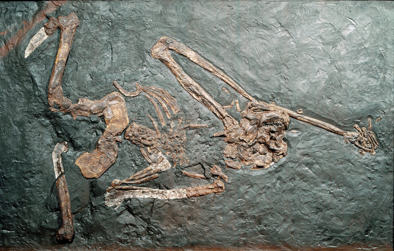 Förhistoria: fossil av den stora primaten Oreopitheque (Oreopithecus bambolii) från berget Bamboli (Grosseto). Miocen era. Civic Museum of Natural History, Milano av Prehistoric Prehistoric