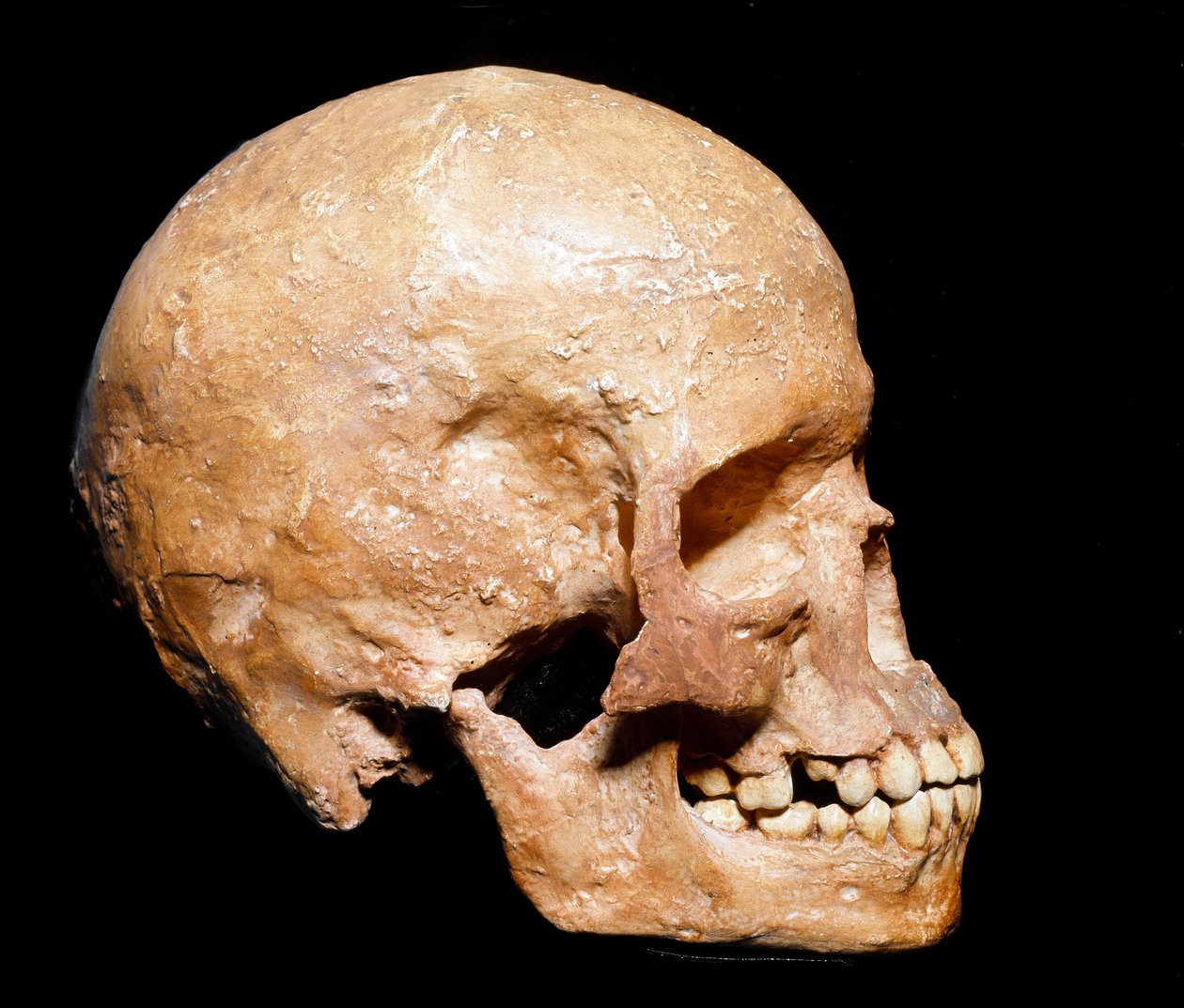 Förhistoria: fossil skalle av Homo sapiens från Grimaldi. Aurignacians kultur, övre paleolitikum. Museo Civico di Storia Naturale, Milano - Förhistoria: fossil Homo sapiens-skalle från Grimaldi, Ventimiglia (Italien). Aurignacian kultur, övre paleolitikum av Prehistoric Prehistoric